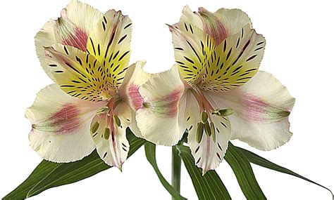 peruvian lily toxic to cats